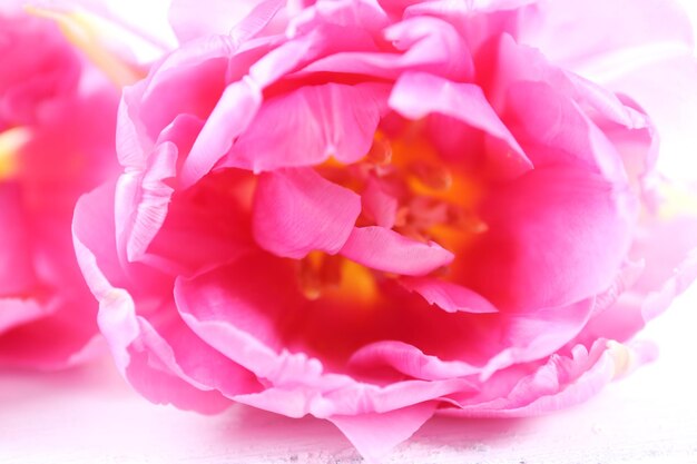 Pink tulip closeup