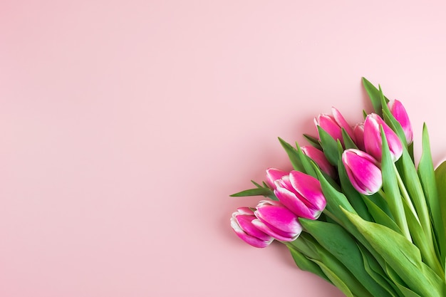 Pink tulip flower on blue wood table background with copy space for text.