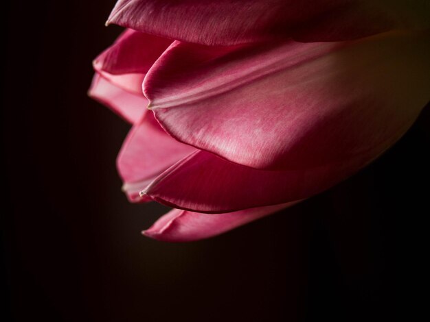 Pink tulip flower blurred on black background season greeting card spring background