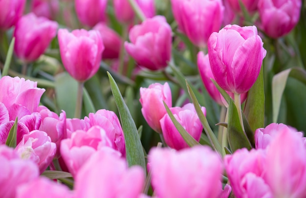 ピンクのチューリップの花畑、庭に咲く