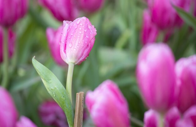 ピンクのチューリップの花畑、庭に咲く