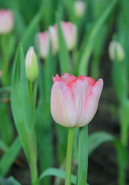 Pink tulip flower focused close up