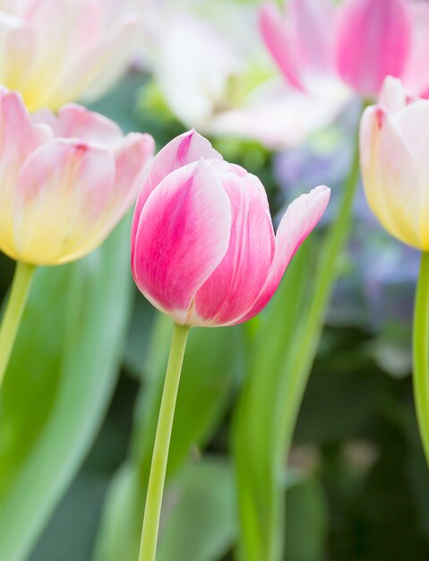 庭のピンクのチューリップの花