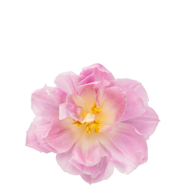 Pink tulip flower isolated on white background