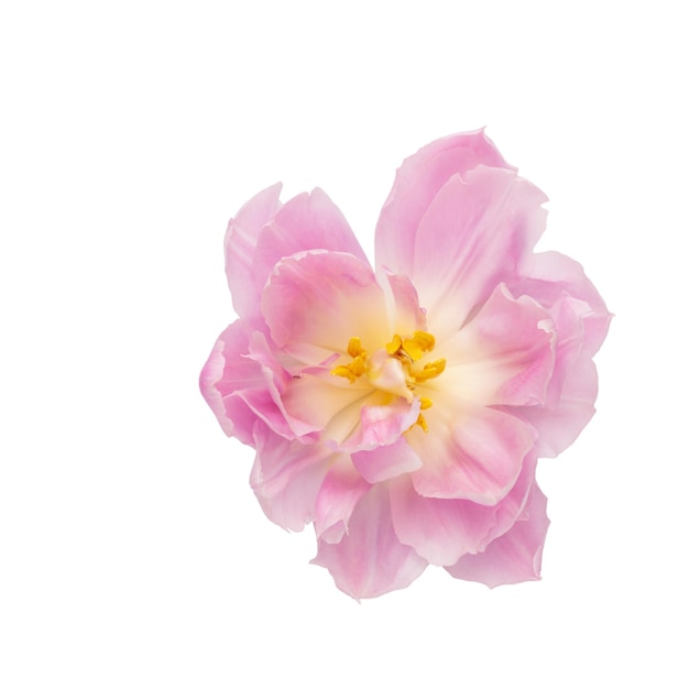 Pink tulip flower isolated on white background