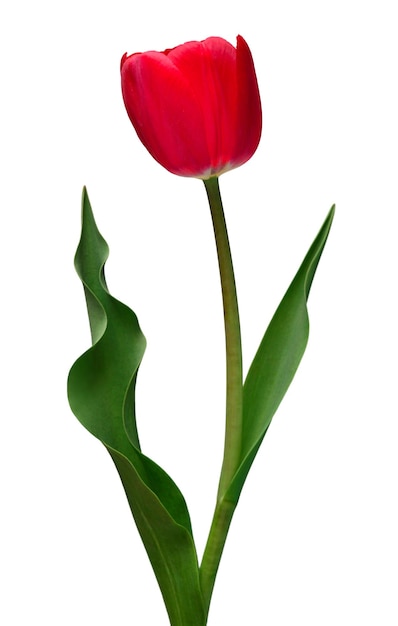 Photo pink tulip flower isolated on white background