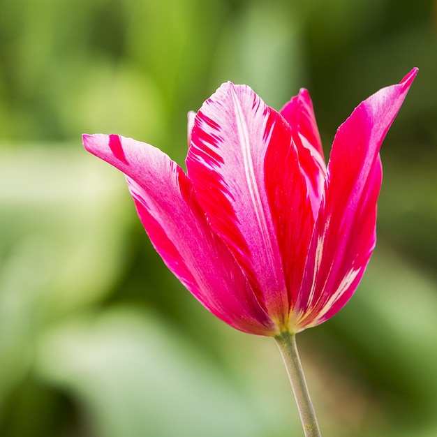 春のピンクのチューリップの花のマクロのクローズアップ。 5DマークIIIで外に持ち出します。