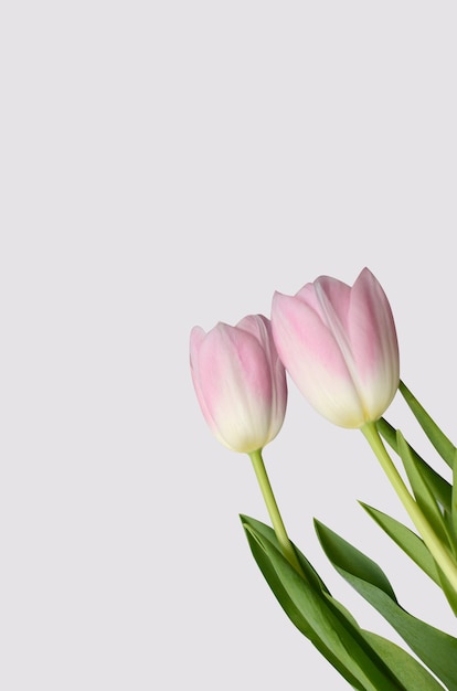 Pink tulip flower on white background