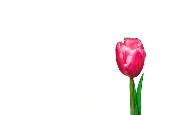 Pink tulip flower on white background