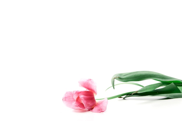 Pink tulip flower on white isolated