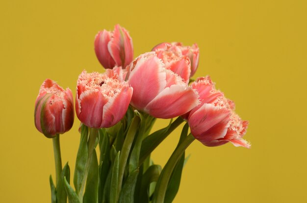 黄色の背景にピンクのチューリップの花