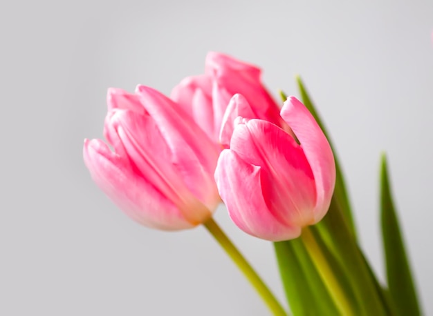 Pink tulip flowers Beautiful spring floral composition