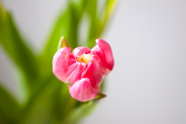 ピンクのチューリップの花 美しい春の花の組成