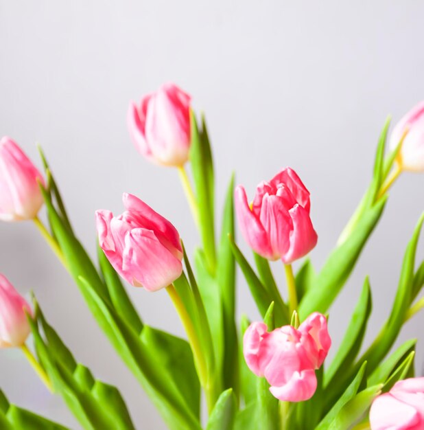 Pink tulip flowers Beautiful spring floral composition