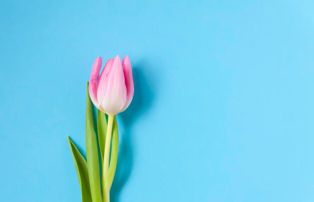 ピンクのチューリップの花 美しい春の花の組成