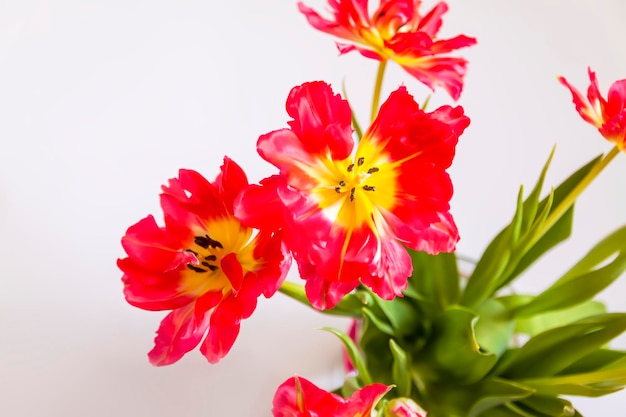 Pink tulip flowers Beautiful spring floral composition