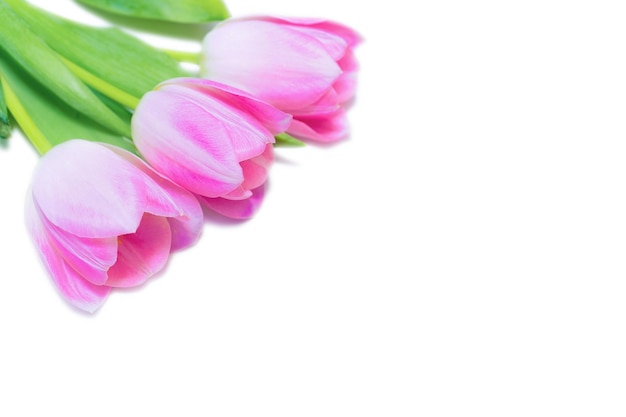 Pink tulip flowers bouquet on the white background.