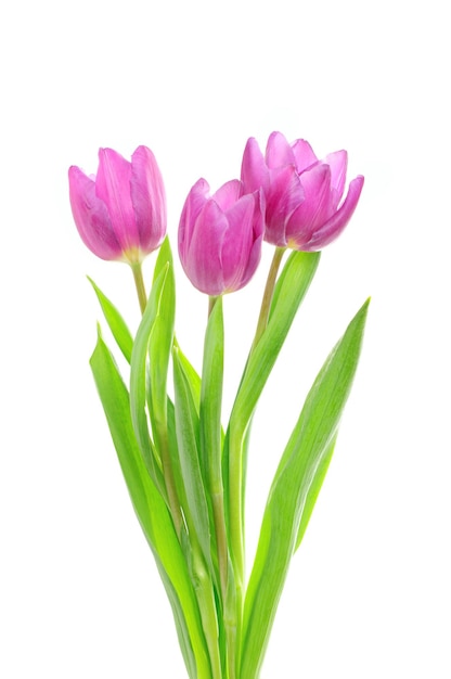 Pink tulip  flowers isolated on white background