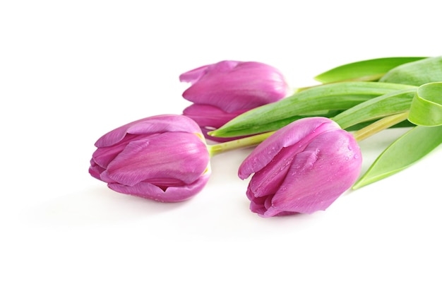 Pink tulip  flowers isolated on white background