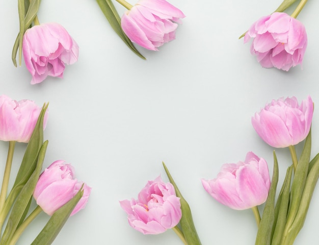 Pink tulip flowers on pastel background