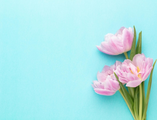 Pink tulip flowers on pastel background