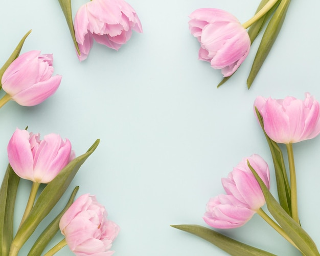 Pink tulip flowers on pastel background