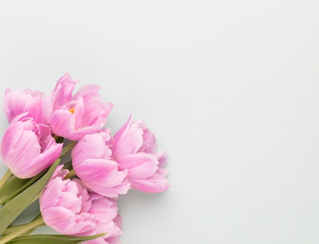 Pink tulip flowers on pastel background