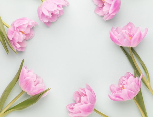 Pink tulip flowers on pastel background