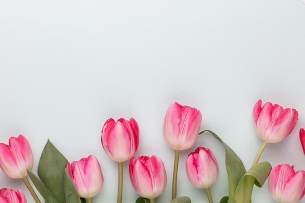 Pink tulip flowers on pastel background