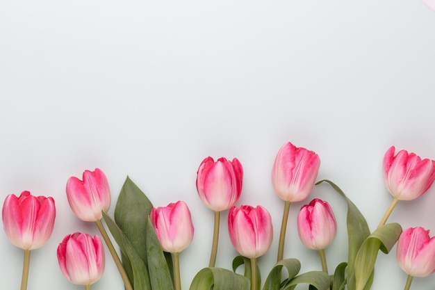 Foto fiori di tulipano rosa su sfondo pastello