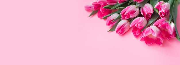 Pink tulip flowers on pink background