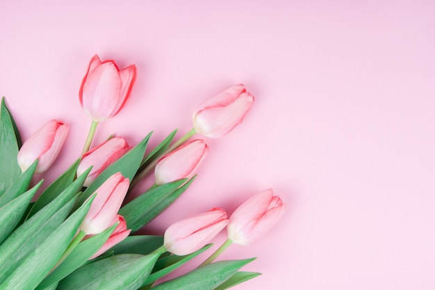 Pink tulip flowers on pink table