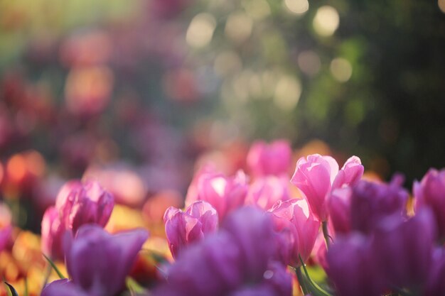 Pink Tulip flowers in sunset