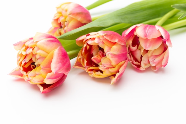 Pink tulip flowers