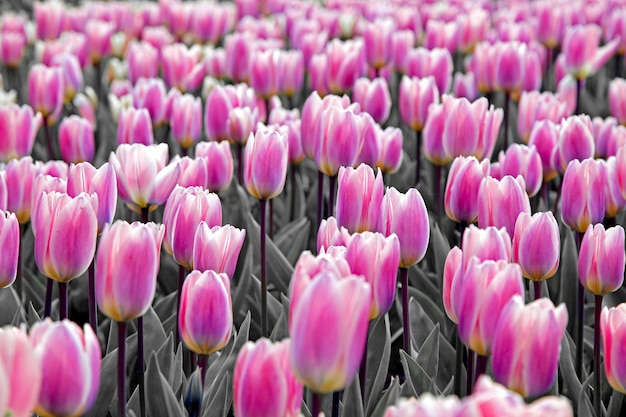 Pink tulip flowers