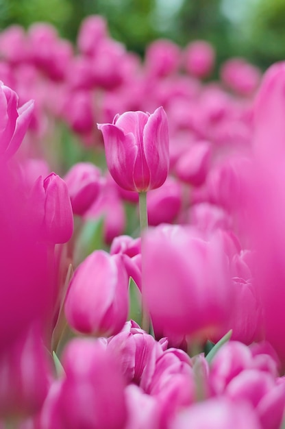 Pink tulip in the garden