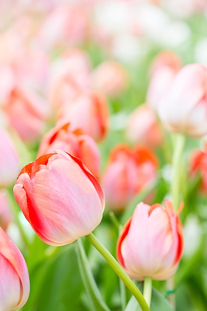 Pink tulip in garden