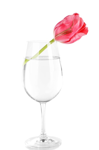 Pink tulip in glass of water on white