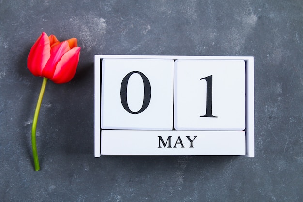 Pink tulip on gray concrete background and calendar. 1st of May. Day of Spring and Labor.