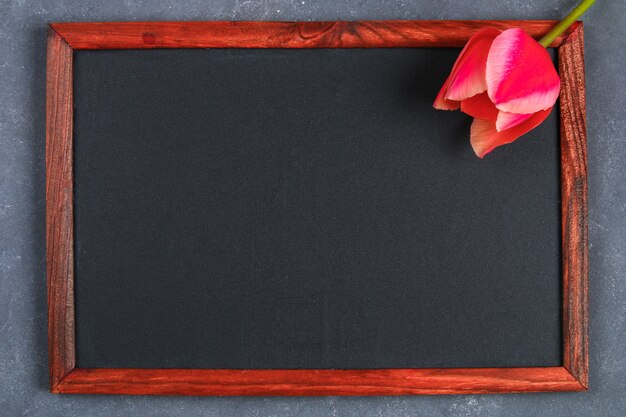 Pink tulip on a gray concrete background and chalk board.