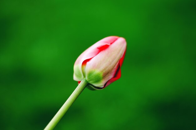 Pink tulip on a green background