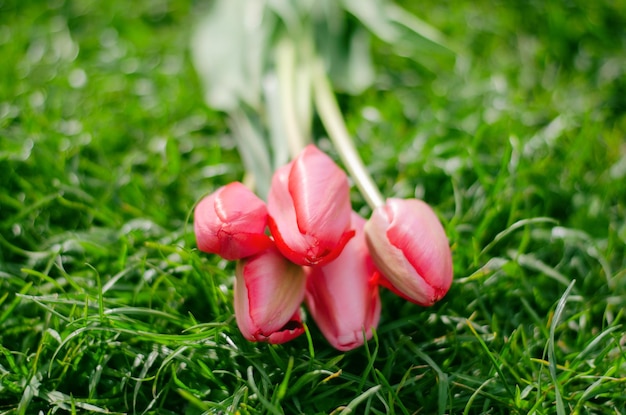 Pink tulip on a green background