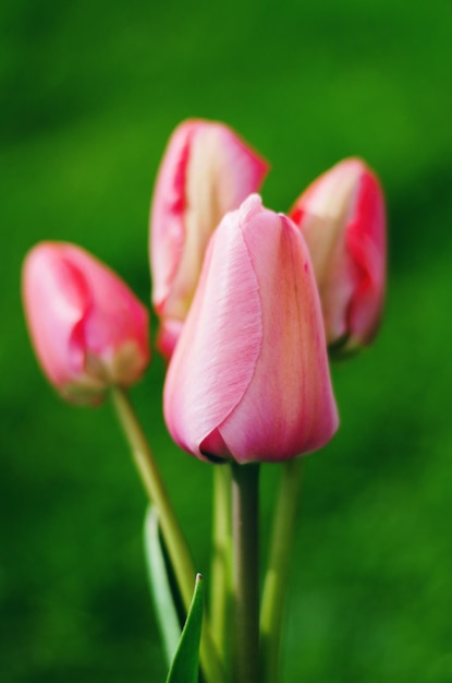 Pink tulip on a green background