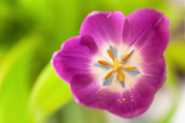 Pink tulip on green blurred background macro abstract close-up horizontal