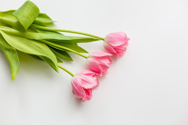 Pink tulip isolated on white background