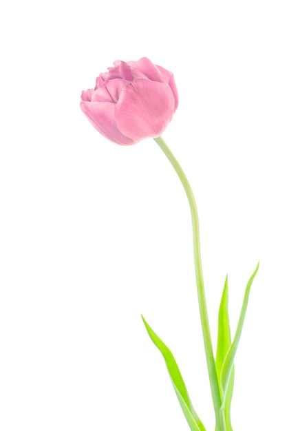 Pink tulip isolated on white