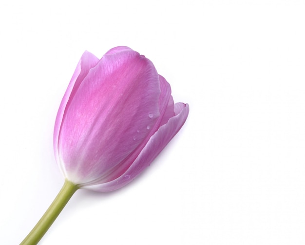 Фото Изолированный розовый тюльпан