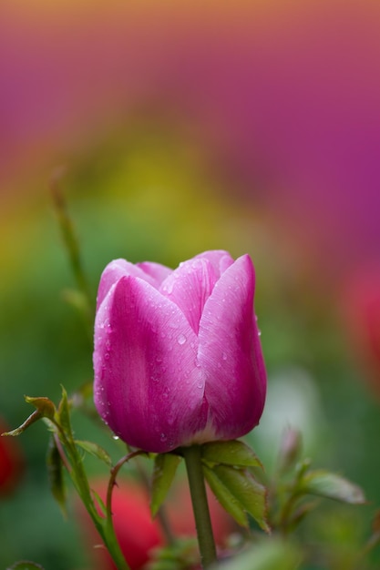 Pink tulip Mirella with a white strip on the edge