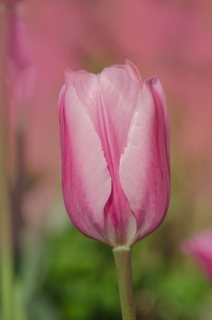 Pink tulip Mirella with a white strip on the edge