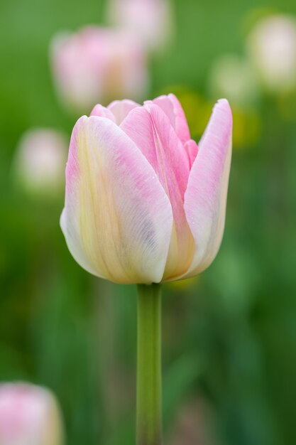 Фото Розовый тюльпан на зеленом фоне